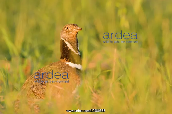 : Little Bustard - Male - Display : Little Bustard - Male - Display
