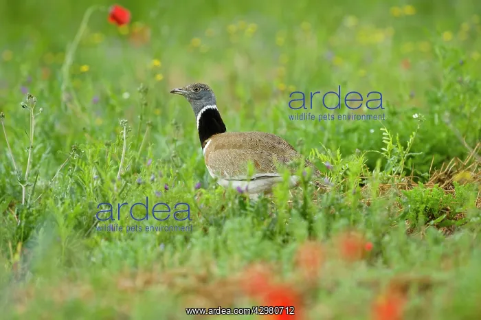 : Little Bustard - Male - display : Little Bustard - Male - display