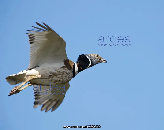 : Little Bustard - male in flight : Little Bustard - male in flight