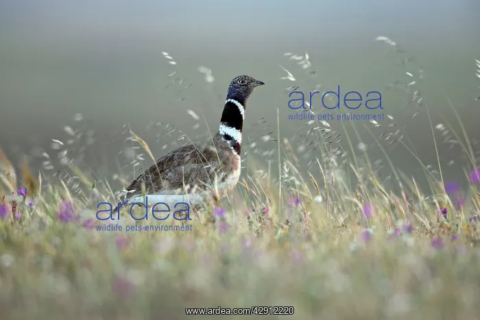 : Little Bustard - male on grassland : Little Bustard - male on grassland