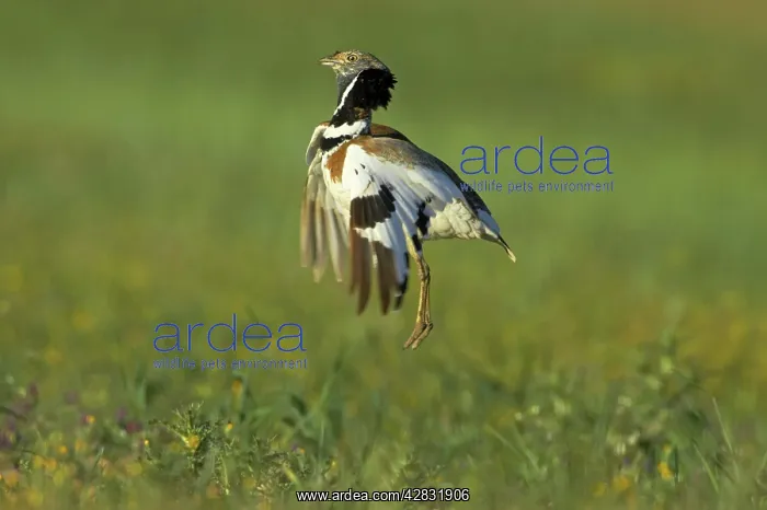 : Little Bustard - male jumping display : Little Bustard - male jumping display