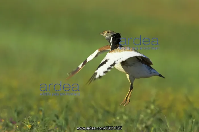 : Little Bustard - male jumping display : Little Bustard - male jumping display