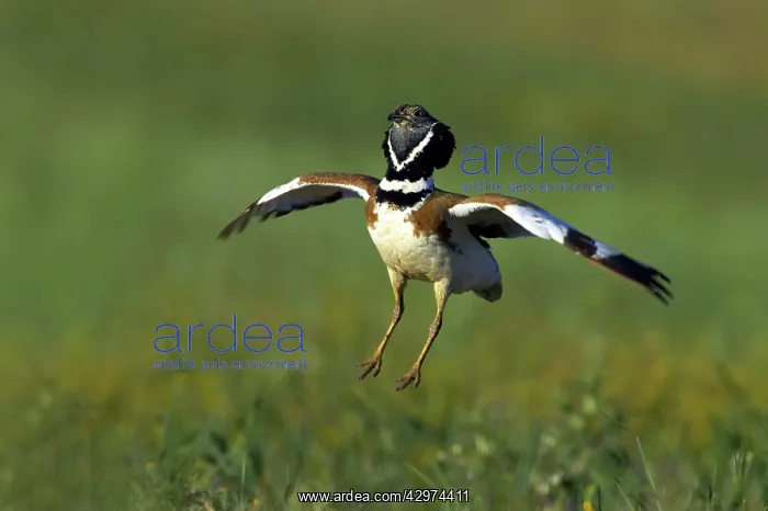: Little Bustard - male - jumping display : Little Bustard - male - jumping display