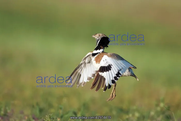 : Little Bustard - male jumping display : Little Bustard - male jumping display