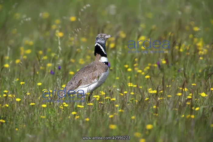 : Little Bustard - male in meadow Castro Verde, Alentejo : Little Bustard - male in meadow Castro Verde, Alentejo