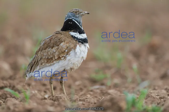 : Little Bustard (Tetrax tetrax) in a field, courtship : Little Bustard (Tetrax tetrax) in a field, courtship