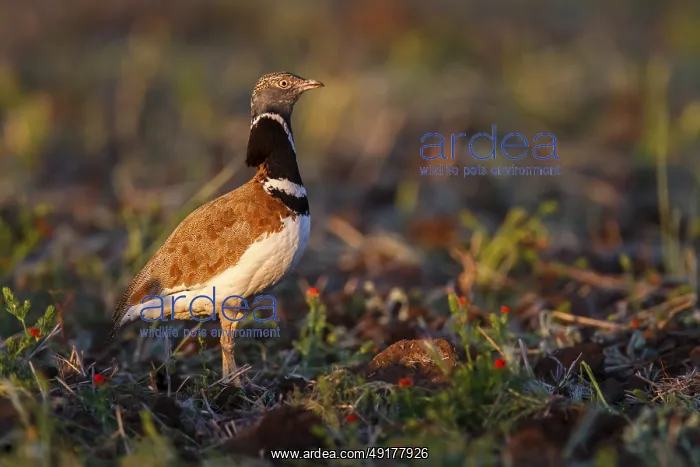 : Little Bustard (Tetrax tetrax) male : Little Bustard (Tetrax tetrax) male
