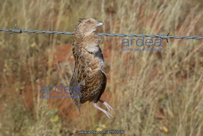 : Little Button-quail - caught on a barbed-wire fence : Little Button-quail - caught on a barbed-wire fence