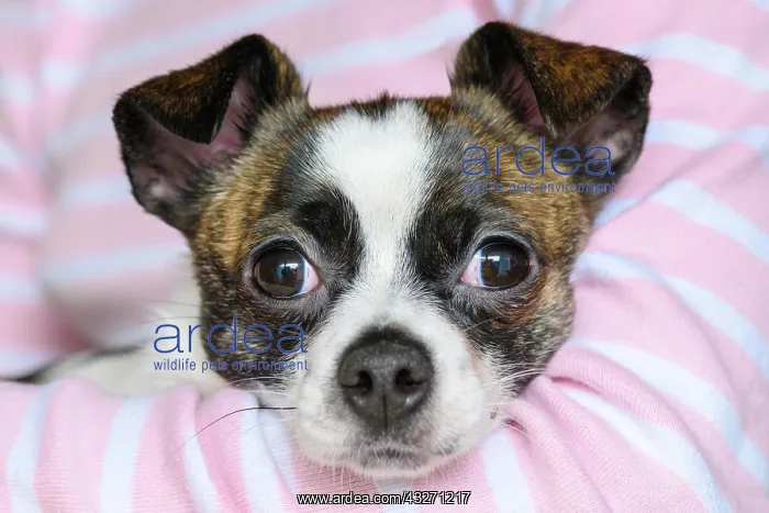 : Little Chihuahua Dog, animal portrait, Germany : Little Chihuahua Dog, animal portrait, Germany