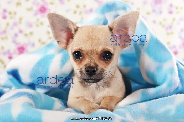: Little Chihuahua puppy, wrapped in a cuddly blanket : Little Chihuahua puppy, wrapped in a cuddly blanket