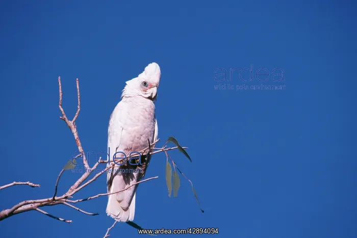 : Little Corella : Little Corella