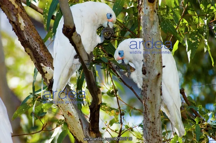  : Little Corella