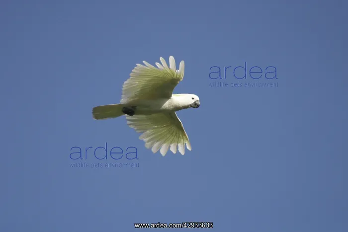 : Little Corella : Little Corella