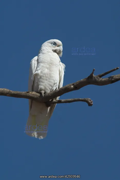 : Little Corella