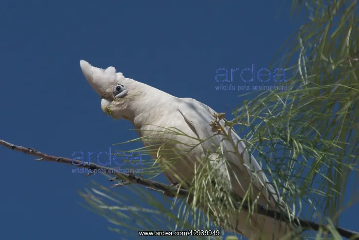 : Little Corella : Little Corella