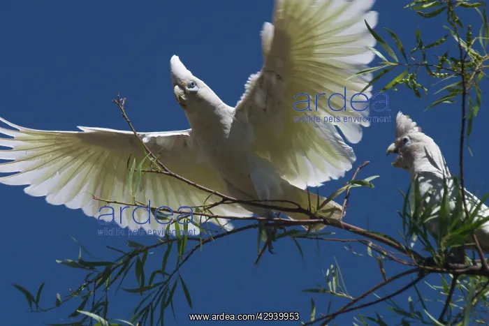 : Little Corella : Little Corella
