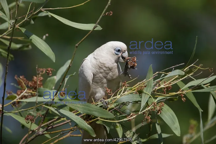 : Little Corella : Little Corella