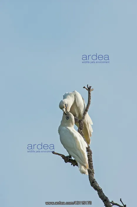 : Little Corella : Little Corella