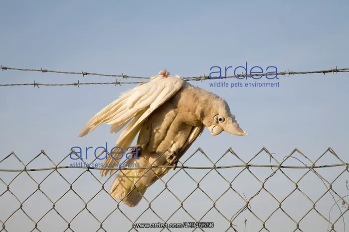: Little Corella caught on barbed wire : Little Corella caught on barbed wire