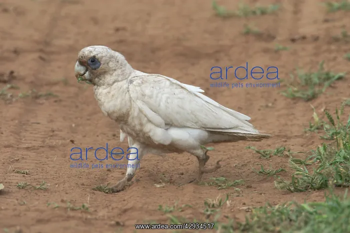 : Little Corella - Dirty from ground feeding in the : Little Corella - Dirty from ground feeding in the