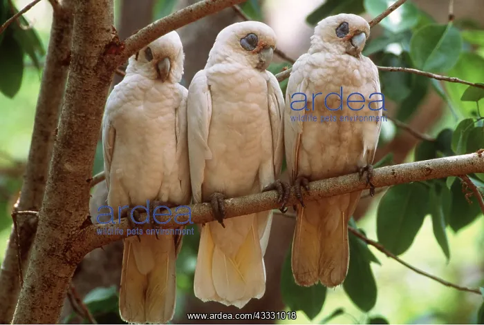 : LITTLE CORELLA - three dozing on branch : LITTLE CORELLA - three dozing on branch