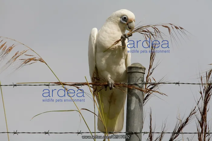 : Little Corella eating grass seeds : Little Corella eating grass seeds