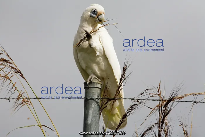 : Little Corella eating a seed head, balancing on one leg : Little Corella eating a seed head, balancing on one leg