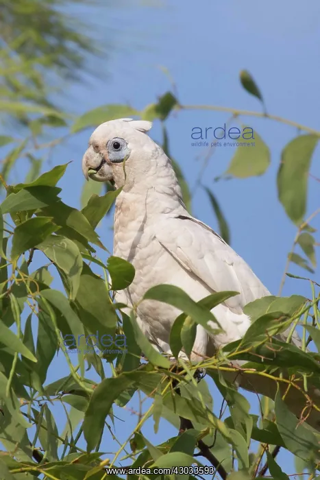 : Little Corella - Feeding in a eucalypt tree - near : Little Corella - Feeding in a eucalypt tree - near