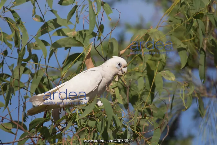 : Little Corella - Feeding in a eucalypt tree - near : Little Corella - Feeding in a eucalypt tree - near