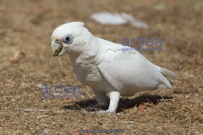  : Little Corella - feeding on the ground