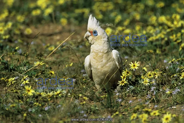 : Little Corella - feeding in rough pasture : Little Corella - feeding in rough pasture