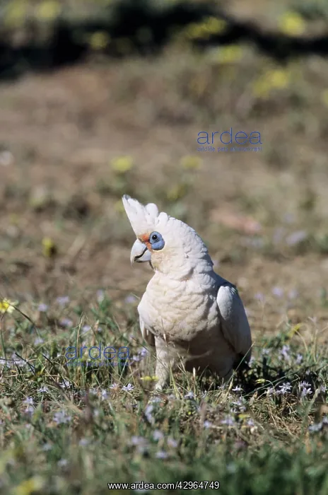 : Little Corella - feeding in rough pasture : Little Corella - feeding in rough pasture
