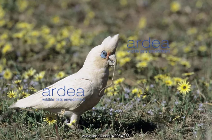 : Little Corella - feeding in rough pasture : Little Corella - feeding in rough pasture
