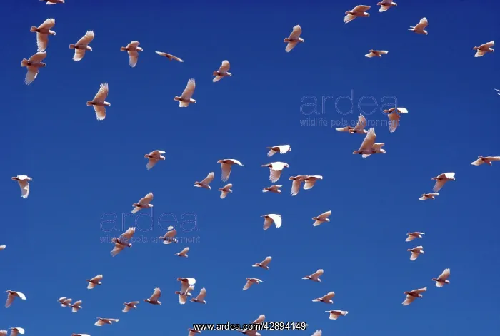 : Little Corella - in flight : Little Corella - in flight
