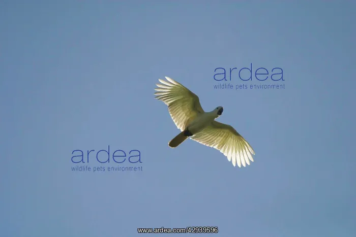 : Little Corella - in flight : Little Corella - in flight