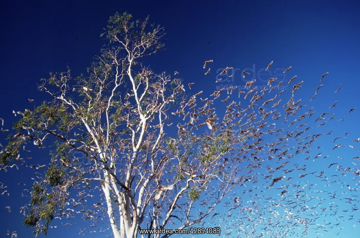 : Little Corella - flock : Little Corella - flock