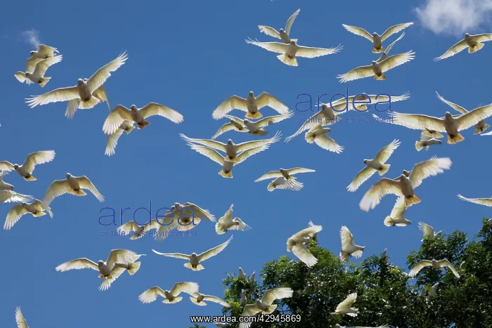 : Little Corella flock : Little Corella flock