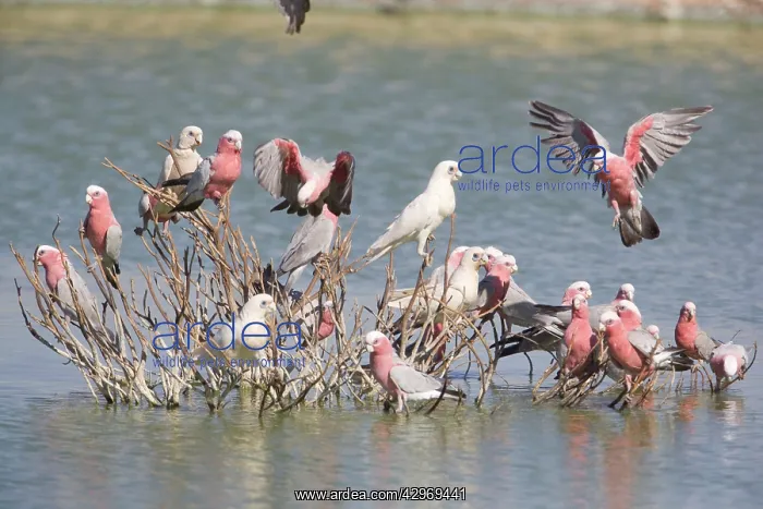 : Little Corella and Galah (Eolophus rose) : Little Corella and Galah (Eolophus rose)