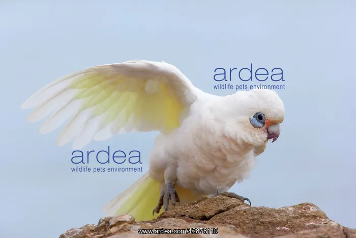 : Little Corella - Little Corella sits on a rock : Little Corella - Little Corella sits on a rock