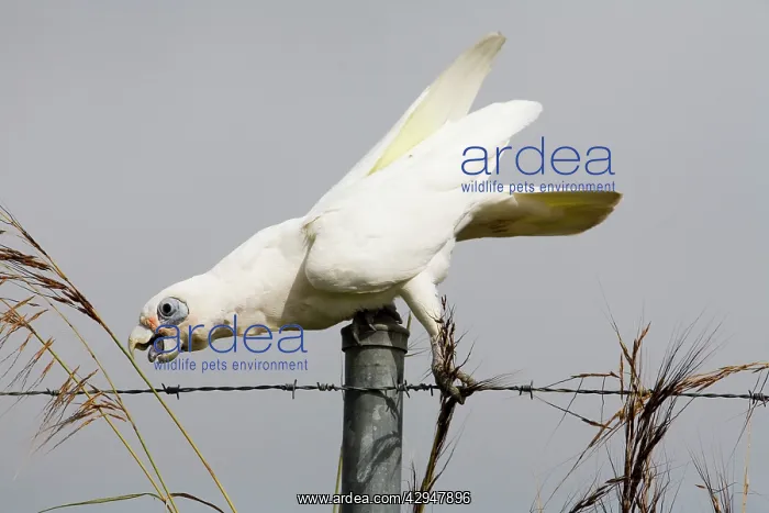 : Little Corella reaching for a seed head : Little Corella reaching for a seed head