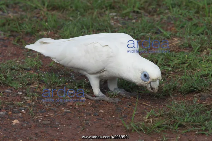 : Little Corella - at roadside. Sometimes in noisy : Little Corella - at roadside. Sometimes in noisy