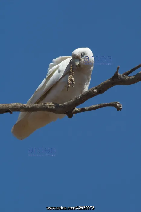 : Little Corella - scratching head : Little Corella - scratching head