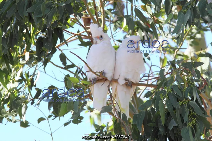 : Little Corellas : Little Corellas