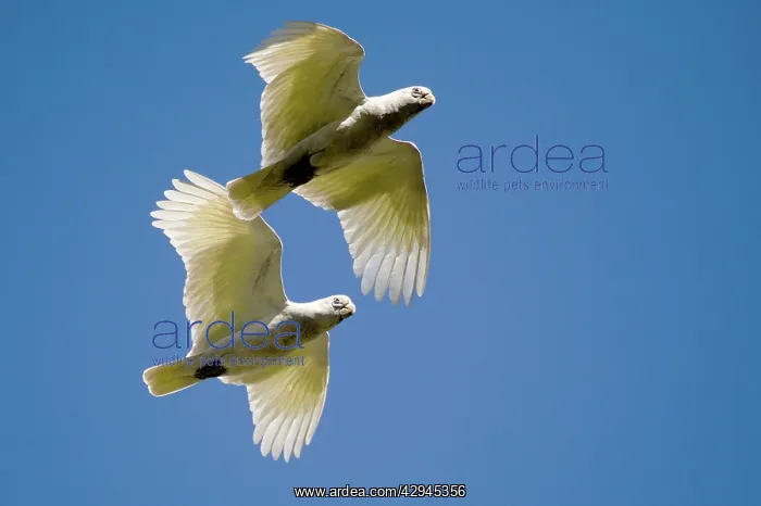 : Little Corellas flying up Adcock Gorge : Little Corellas flying up Adcock Gorge