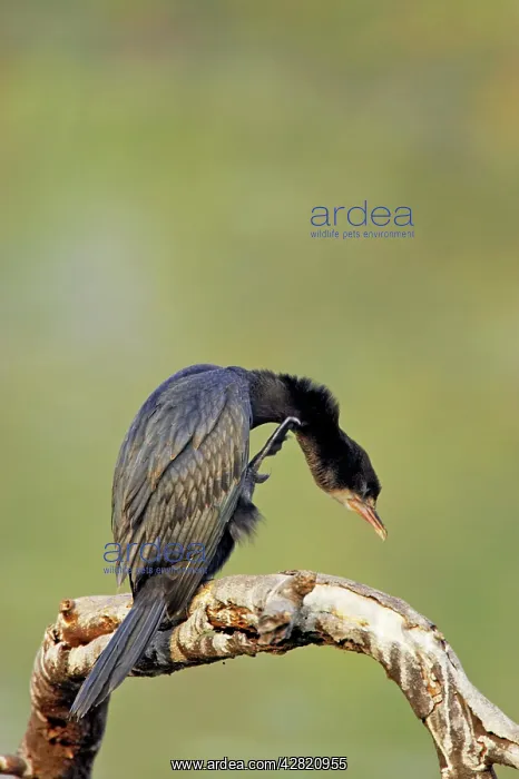 : Little Cormorant : Little Cormorant