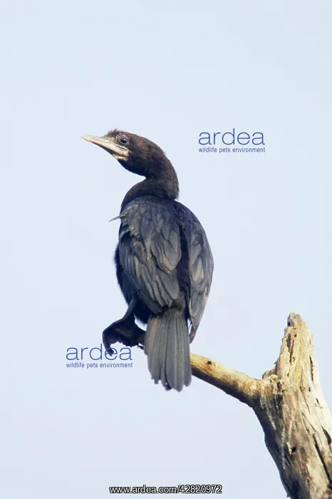 : Little Cormorant : Little Cormorant
