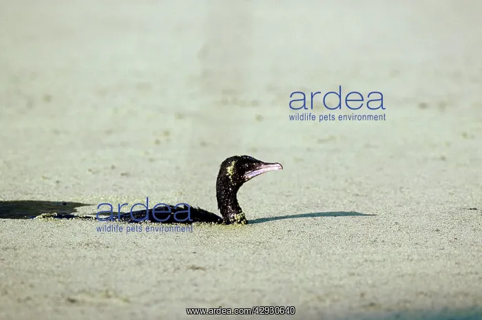 : LITTLE CORMORANT : LITTLE CORMORANT