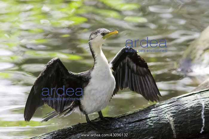 : Little Cormorant : Little Cormorant