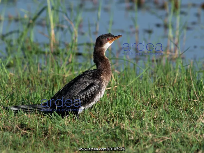 : Little Cormorant : Little Cormorant