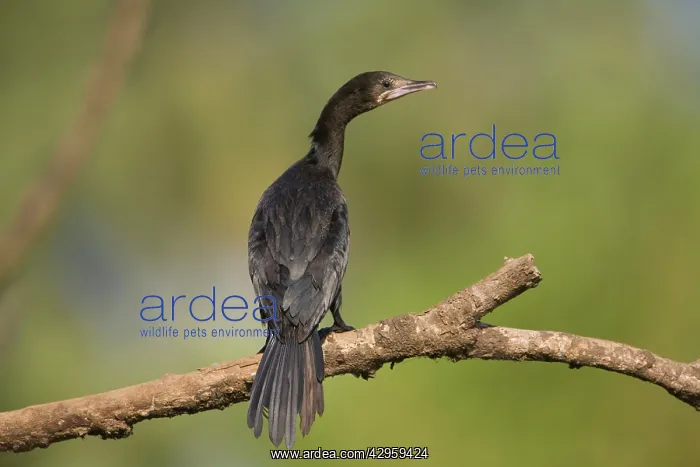 : Little Cormorant - on branch : Little Cormorant - on branch